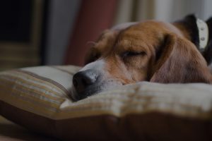 A young beagle pup sleeping on his pillow