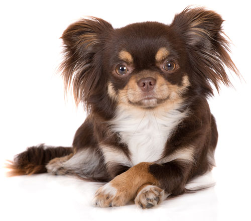 brown tricolor chihuahua dog lying down with crossed paws on white