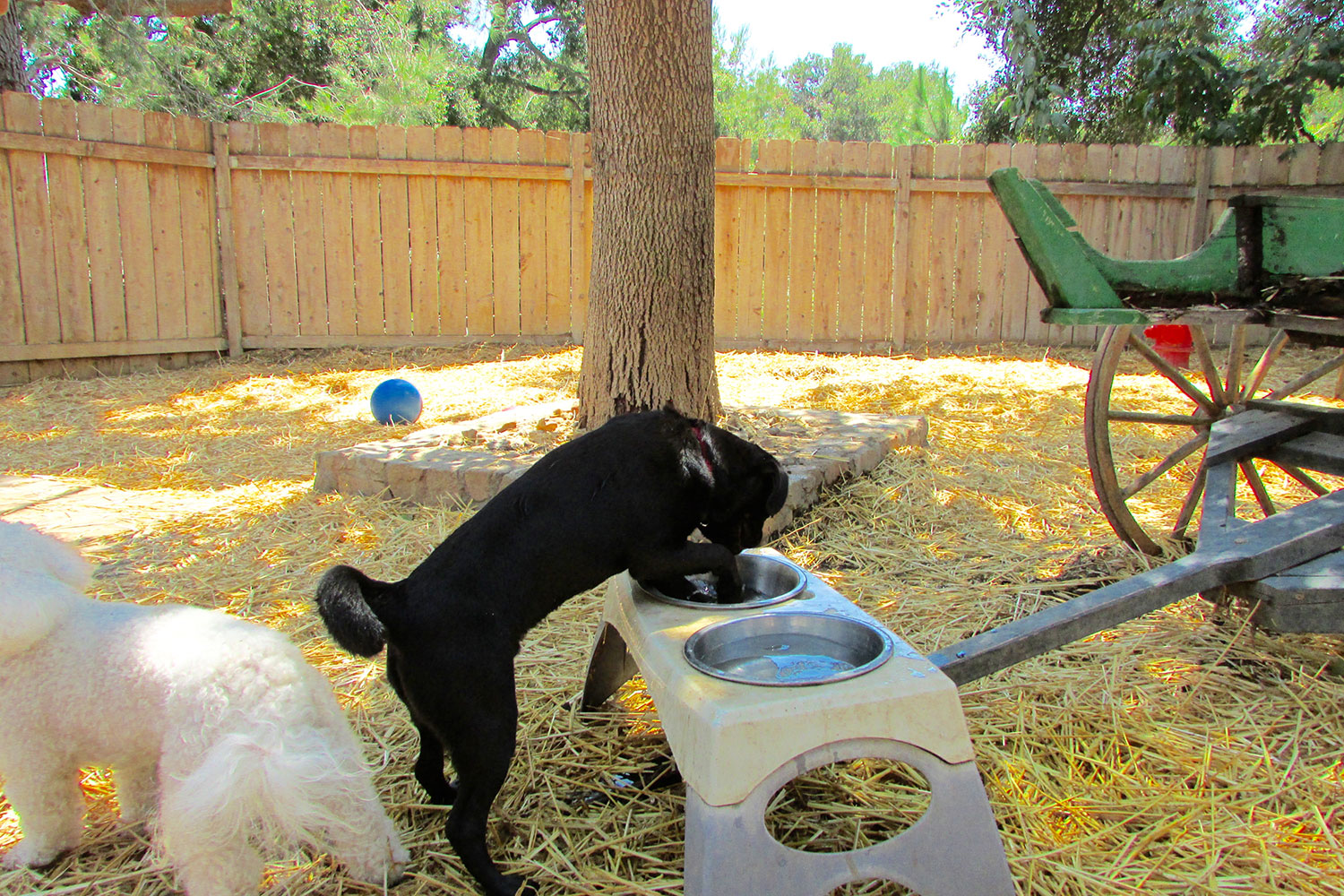 Dog trying to drink water from bowl