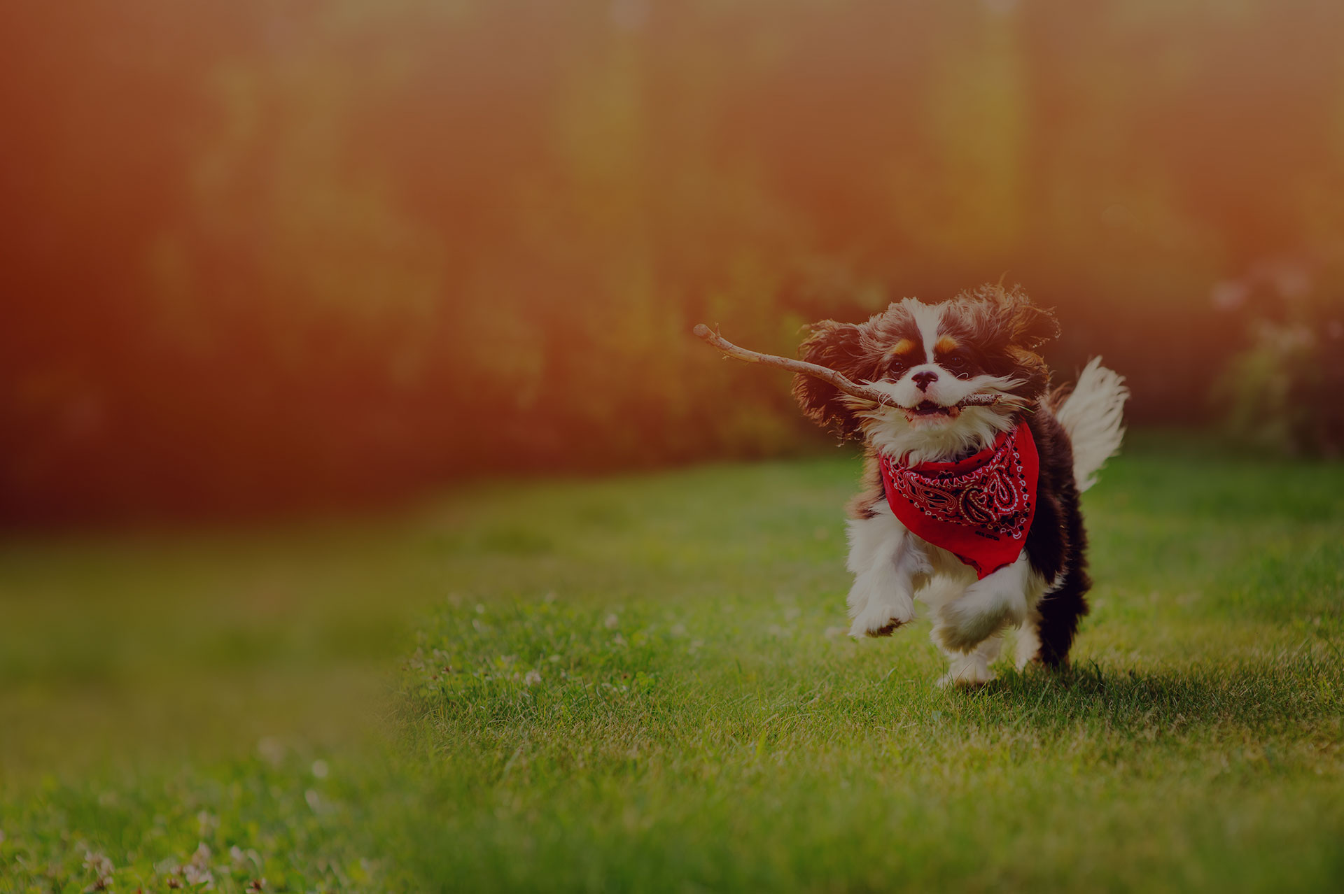 young tricolor cavalier king charles spaniel dog playing and running with stick in summer garden