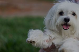 Little Maltese puppy dog smiling