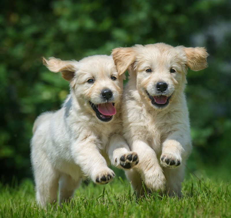 two happy running puppies of golden retriever